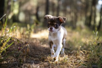 With an inquisitive look, a Chihuahua puppy pauses on a sunlit path surrounded by autumn leaves and