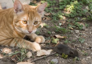 Cat and mouse in garden. Cat catching mouse