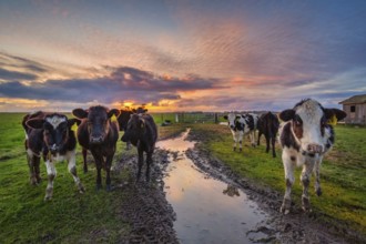 Friendly cows say hello at sunset. Northern California, USA, North America