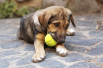 Rescue adoption dog puppy with sad look on the face with the ball toy