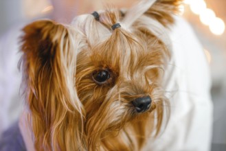 Yorkshire Terrier with a contemplative expression
