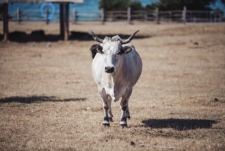 White bull, (album taurus) National Park Brijuni, Croatia, Europe