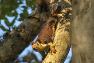 Giant squirrel (Ratufa indica), species of giant squirrel (genus Ratufa) within the squirrel family