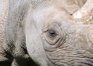 A full frame close up of the face of a baby black rhinoceros with eye and horn