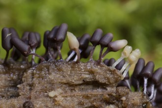 Brick red slime mould (Arcyria denudata)