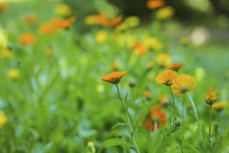 Marigolds