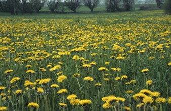 Dandelion - over-fertilised meadow (Taraxacum sect. Ruderalia)