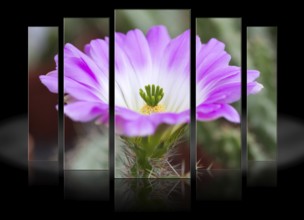 Cactus flower (Cactaceae)