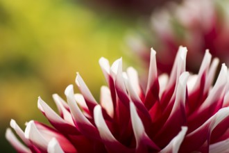 Red and white flowering dahlia species