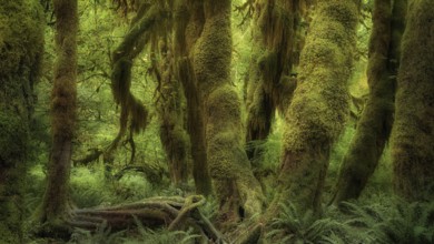 USA, Oregon, Hoh Rain Forset, Olympic National Park, Hoh Rain Forest, Oregon, USA, North America