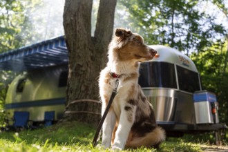 A young Australian Shepherd, with red merle colouring rests at a family campground with an American