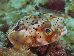 Brown-spotted hedgehogfish (Diodon holocanthus)