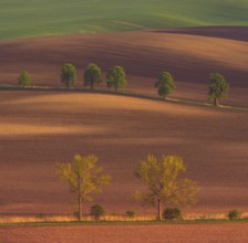 Rural abstract landscape with chestnut alley in South Moravia, Czech Republic, Europe
