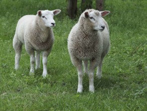 Two sheep standing next to each other on a green meadow and looking to the side, weseke,