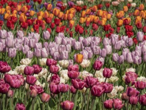 A colourful field of tulips in red, pink, purple and orange tones blooming in the garden,
