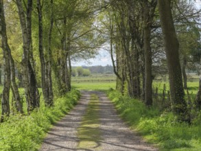 Shaded path surrounded by trees, leads into a wide field with greenery in spring, dingden,