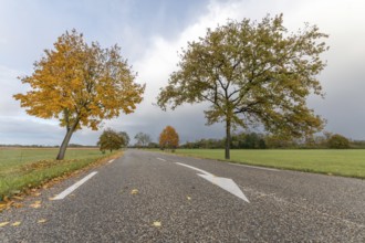 Country road lined with trees in autumn. France