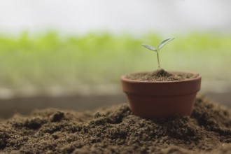 Tomato seedlings in a pot Organic gardening