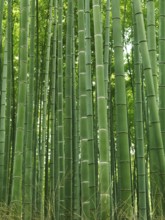 Green stems of bamboo forest. Arashiyama, Kyoto, Japan, Asia