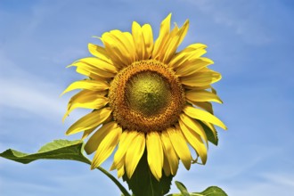Yellow sunflower with green leaves against the blue sky