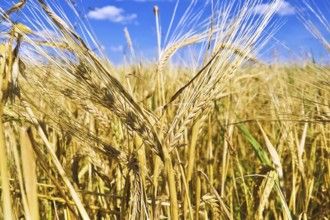 The golden ears of corn on the background fields, blue sky and white clouds