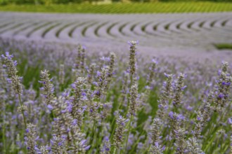 Lavender field at the end of the season. Landscape in late summer and in the evening at sunset on