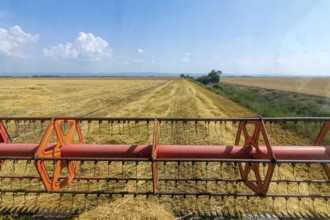 Combine harvesting the field of wheat