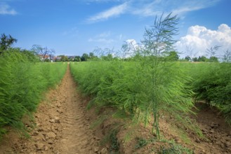 An image of an asparagus field in summer