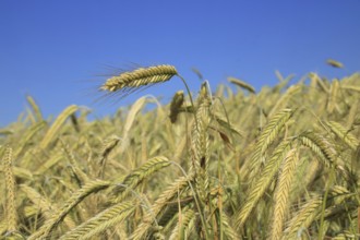 A grain field photographed from below towards the blue sky