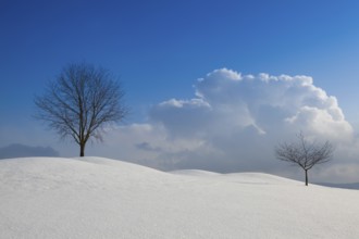 Lonely trees in a winter landscape under blue sky