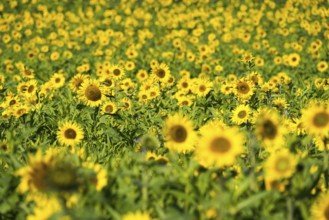 Common sunflower (Helianthus annuus), field in October as cover crop or catch crop, rural landscape