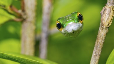 Parrot Snake, Satiny Parrot Snake, Leptophis depressirostris, Tropical Rainforest, Corcovado