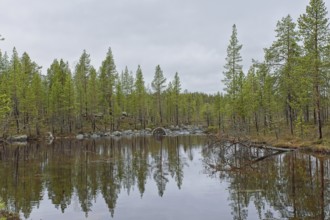 Lake Båtvatnet shore view at Ovre Pasvik National Park with tree reflections on surface on a cloudy