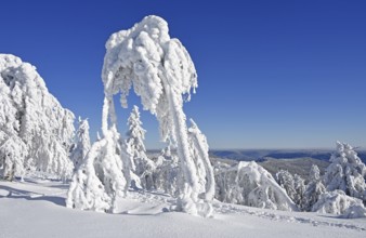 Winter landscape, trees with hoarfrost, Hornisgrinde, Central Black Forest nature park Park,