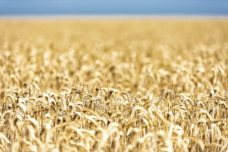 Grain in a field in Europe in July