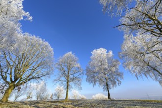 Snow-covered tree landscape with blue sky and hoarfrost, Guxhagen, Hesse, Germany, Europe