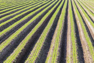 Carrot Field Green Rows, Carrots Growing on Field