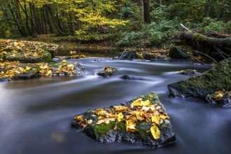 Autumn magic on a river landscape in Lusatia - the Löbauer Wasser 19