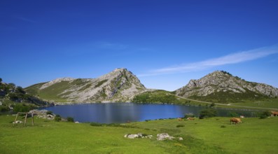 Enol lake at Picos de Europa in Asturias of Spain