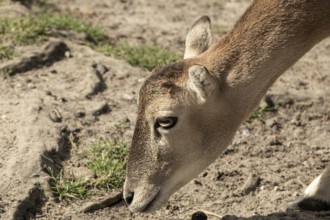Fallow deer in the landscape