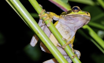 New Granada Cross-banded Tree Frog, Smilisca phaeota, Tropical Rainforest, Corcovado National Park,