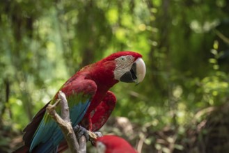 The green-winged macaw on tree branch