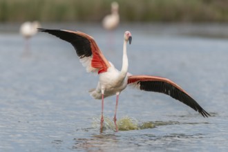 Greater Flamingos (Phoenicopterus roseus) landing in a Camargue pond in spring. Saintes Maries de