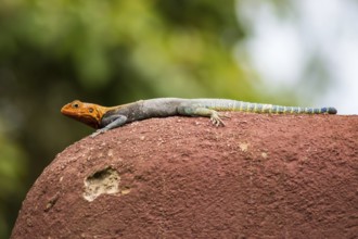 Lizard called agame settlers in the savannah of Amboseli Park in Kenya