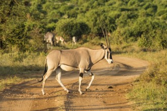 Antelope seen in profile in the savannah of Samburu Park in central Kenya