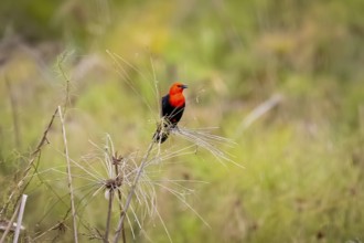 Scarlet-headed blackbird perched on reeds against natural defocused background, Pantanal Wetlands,
