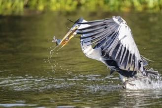 Cocoi heron catching a Pirhana in flight over a river, wings spread to his body, Pantanal Wetlands,