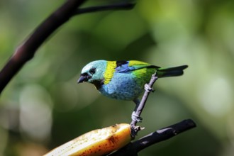 Green-headed tanager perched on a branch with banana against defocused green background, Folha