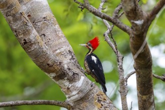 Lineated Woodpecker sitting on a tree trunk against green background, Pantanal Wetlands, Mato