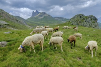 Flock of sheep in the meadows of Portalet, Ayous lakes tour, Pyrenees National Park, Pyrenees